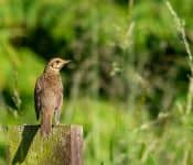 Juvenile songthrush on fence post