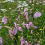 Beautiful pink meadow flowers