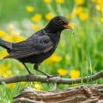 Blackbird on branch
