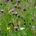 Bumble bee flying amongst meadow flowers
