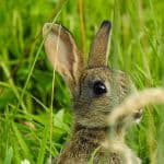 Close up of baby rabbit in long grass