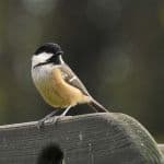 Coal tit