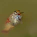 ZigZag the late lamented goldfish