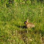 Distant shot of baby rabbit