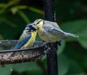 Fledgeling bluetit being fed by parent