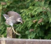 Juvenile moorhen on fence