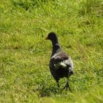 Moorhen in field