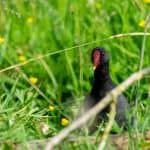 Moorhen in long grass