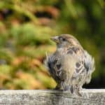 Moulting house sparrow with feather blowing in wind