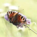 Peacock butterfly on buddleia flower flower