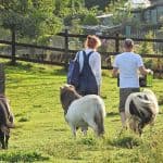 Estelle and Geert being followed by Ted, Anne and Teeny Weeny as they leave after lunch in the field