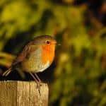 Robin on a fence post
