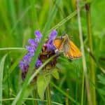 Skipper butterfly on purple flower