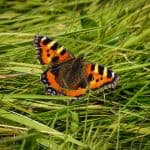 Small tortoiseshell butterfly