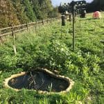 Small wildlife pond September 2019