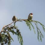 Two goldfinches atop a tree