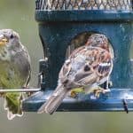 Two moulting house sparrows feeding