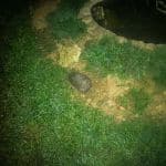 Hedgehog in the dark next to wildlife pond
