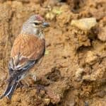 Linnet on bank of wildlife pond