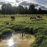 Wildlife pond, ponies, Annie and photography hide