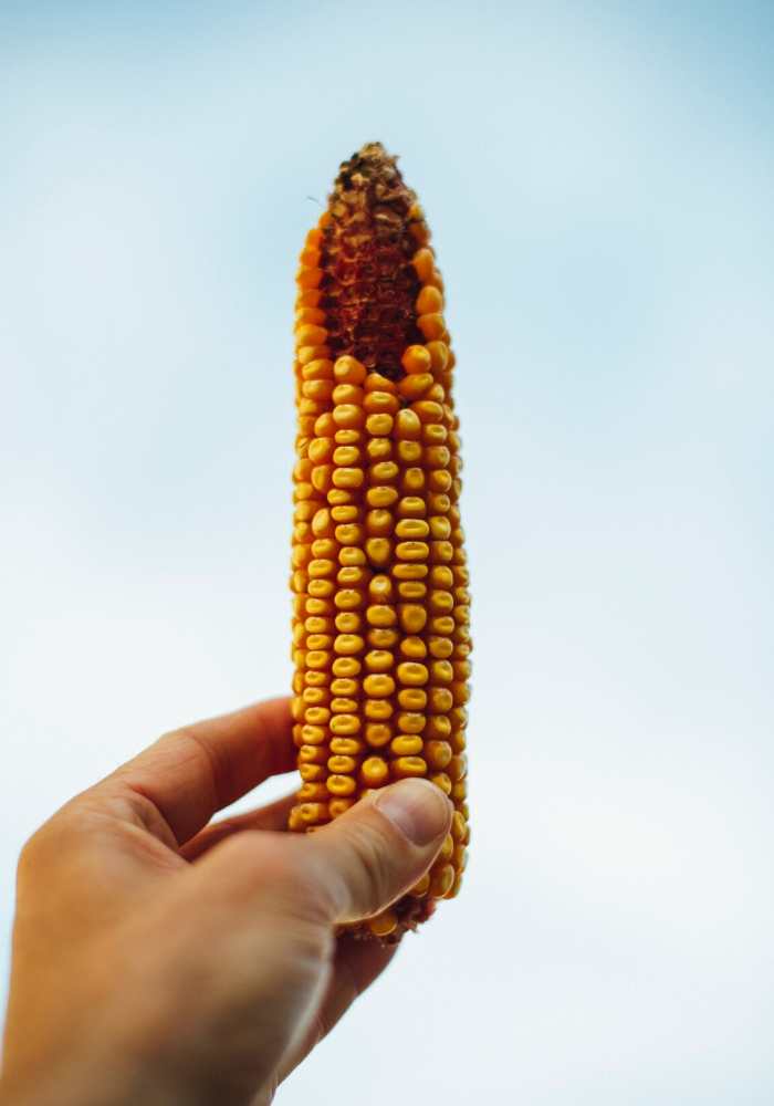 Toilet Paper Alternatives 10 Creative TP Substitutes