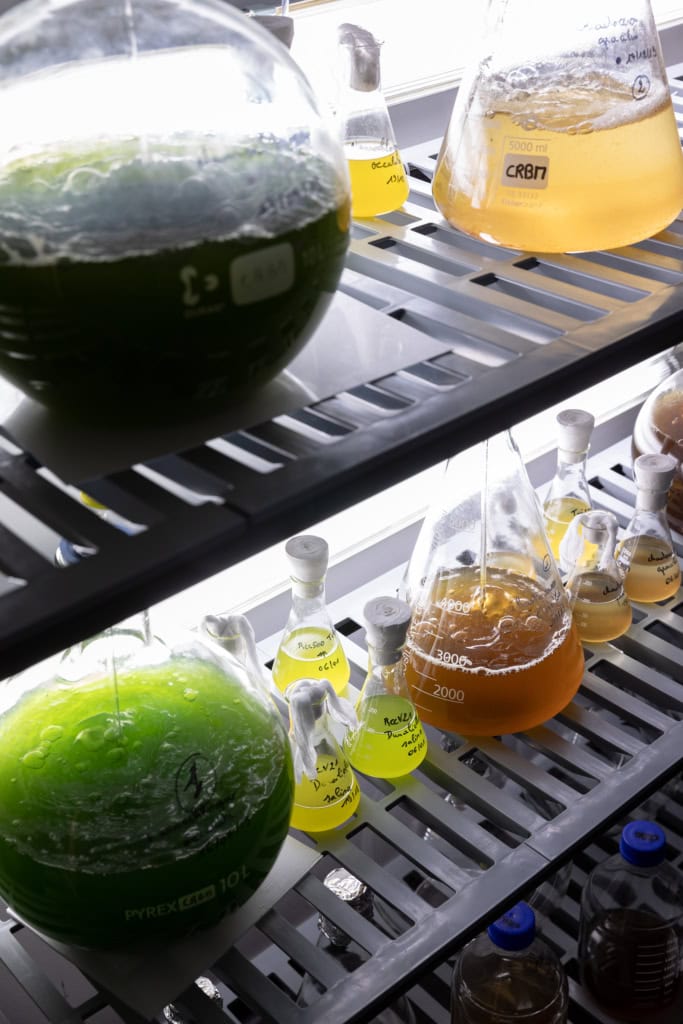 Reportage für das Terra Mater Magazin zum Thema Mikroplastik: Im Laboratoire d’Océanographie Microbienne in Banyuls-sur-Mer wird an plastikfressenden Mikroorganismen im Meer geforscht.