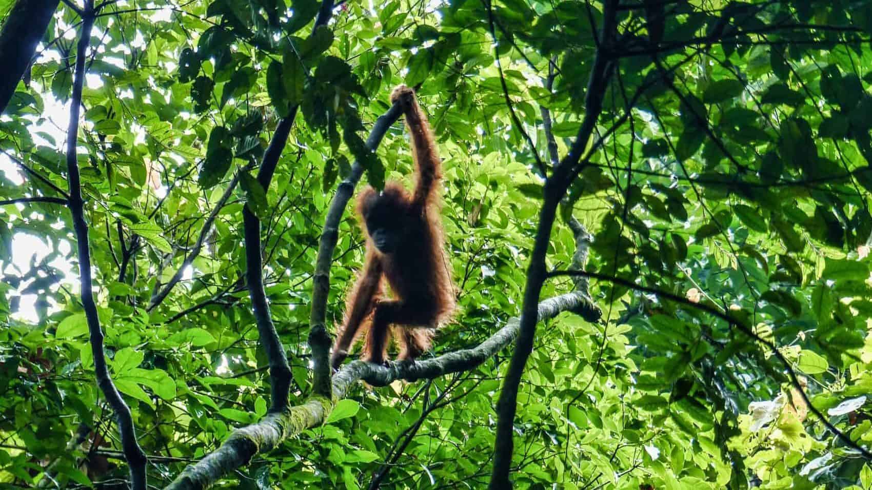 Orangs Outans milieu naturel