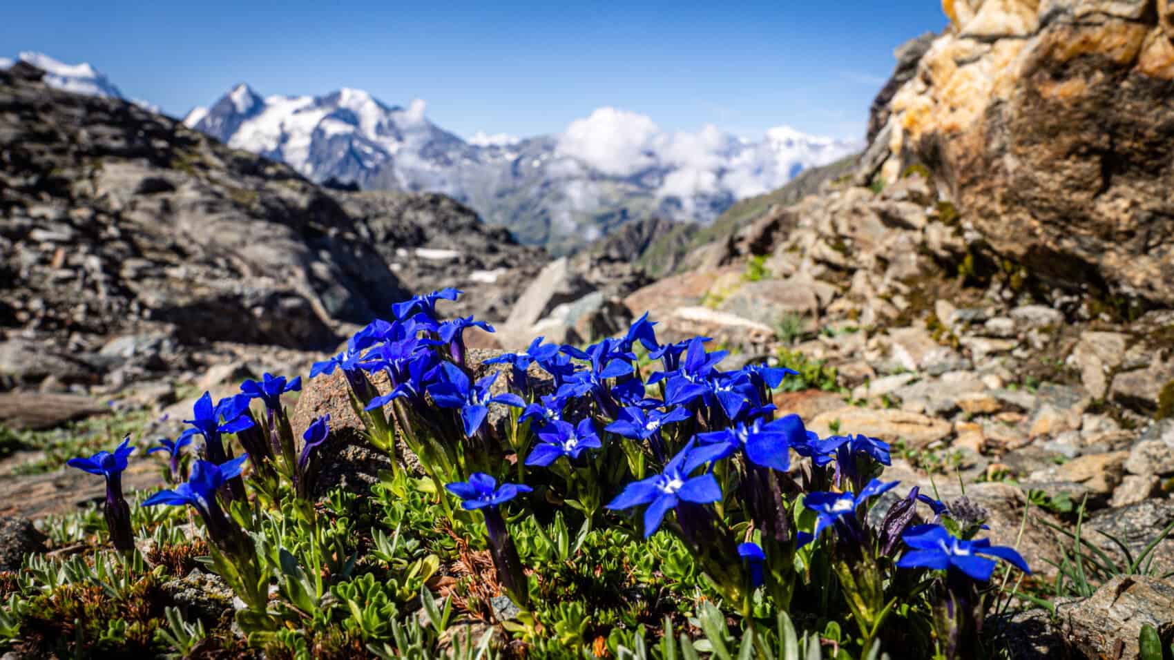 trek chamonix zermatt