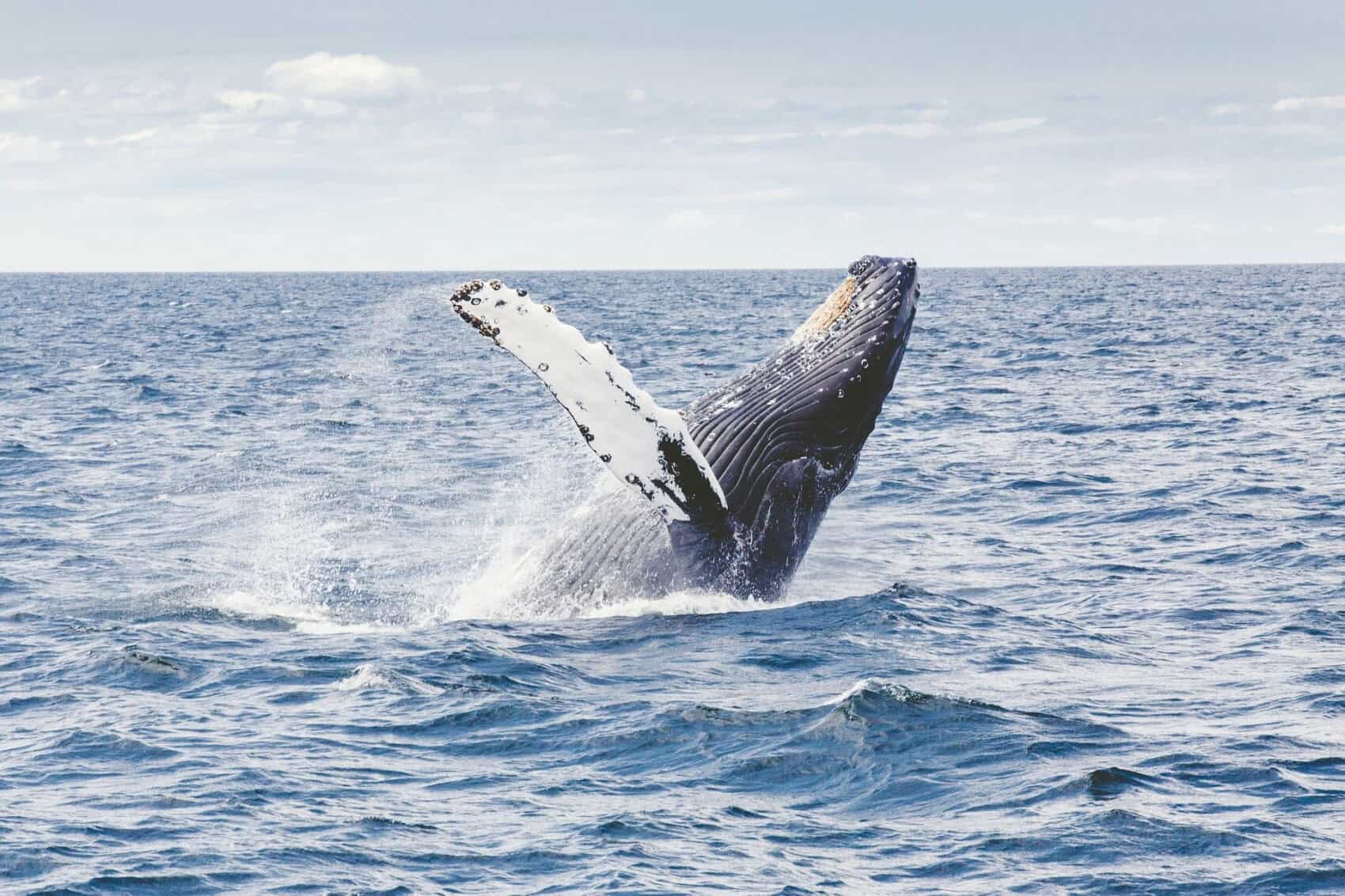 baleine réunion