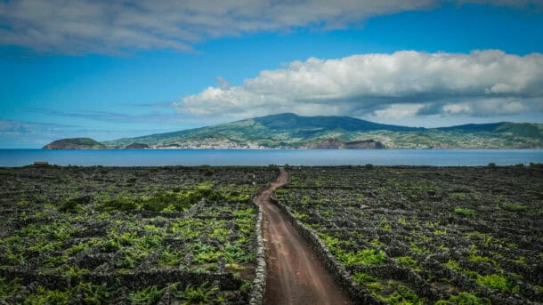 Vignes Açores
