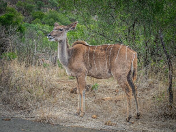 Que voir en Afrique du Sud