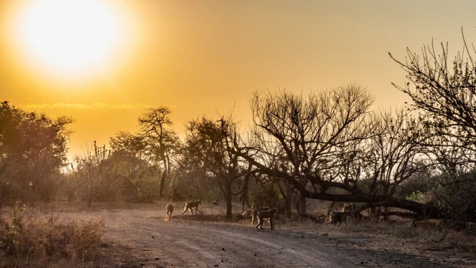 Itinéraire 3 semaines Afrique du Sud