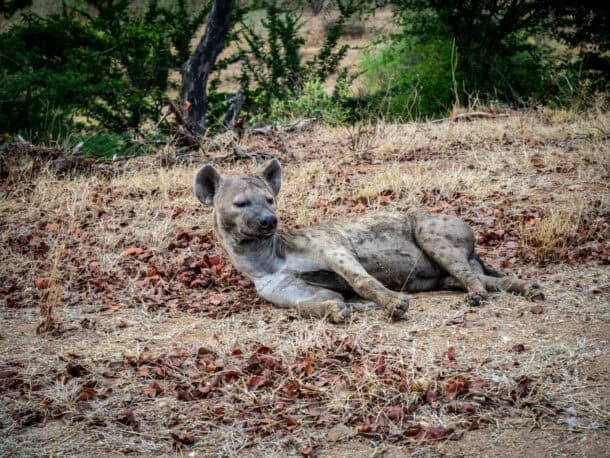 Itinéraire 3 semaines Afrique du Sud