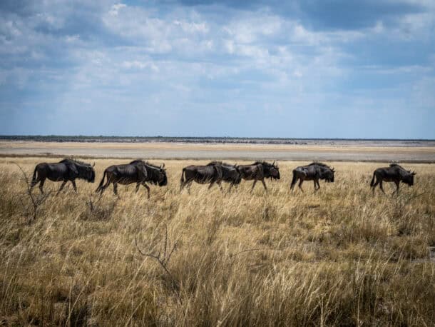 Itinéraire namibie 2 semaines