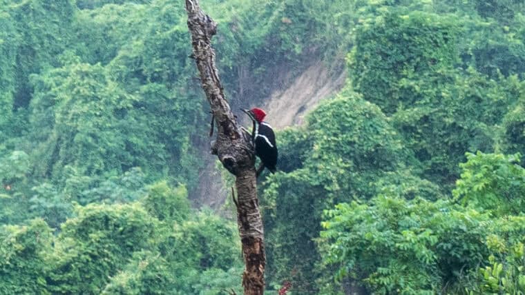 Observation oiseaux à Minca