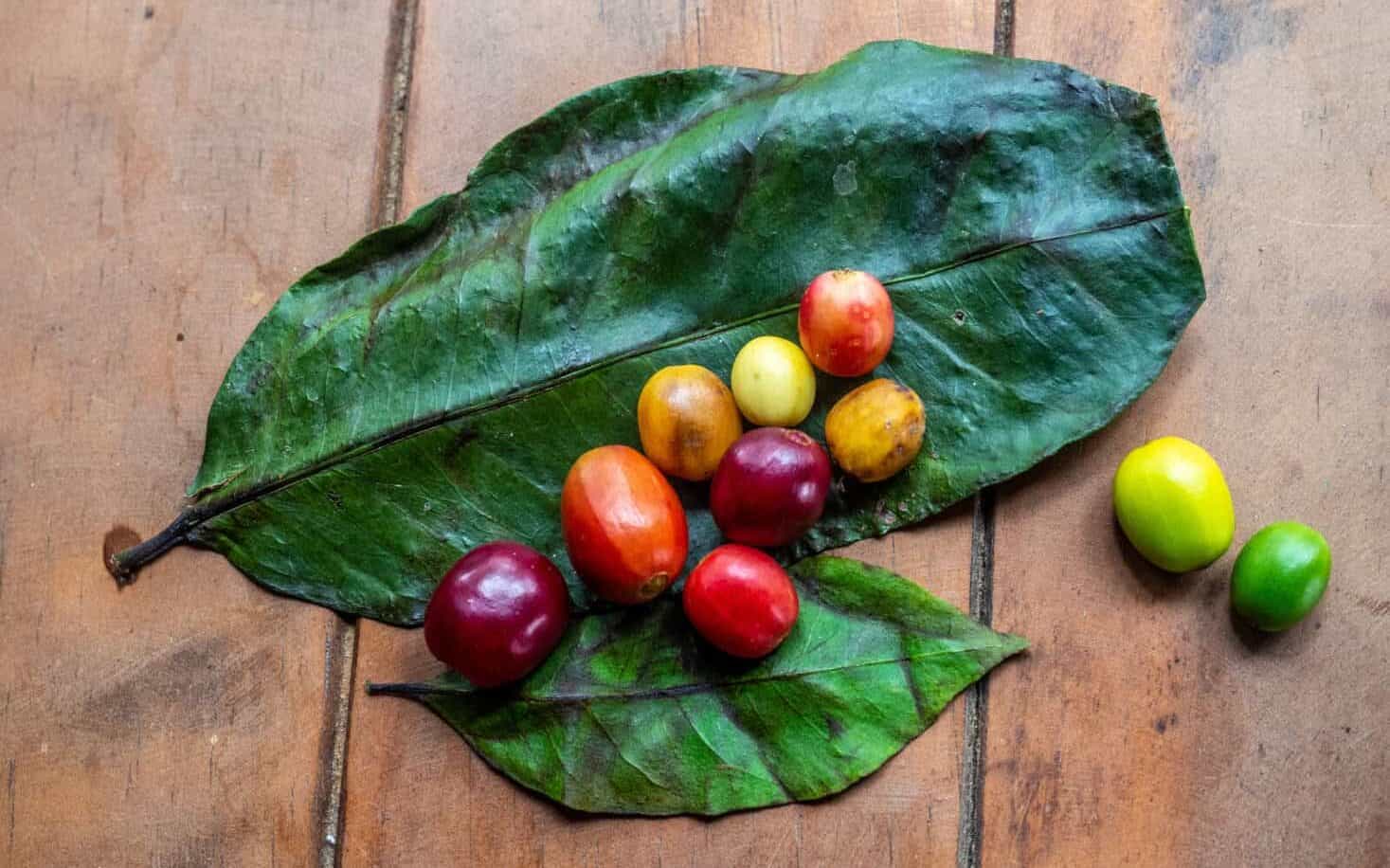 plantation de café san agustin