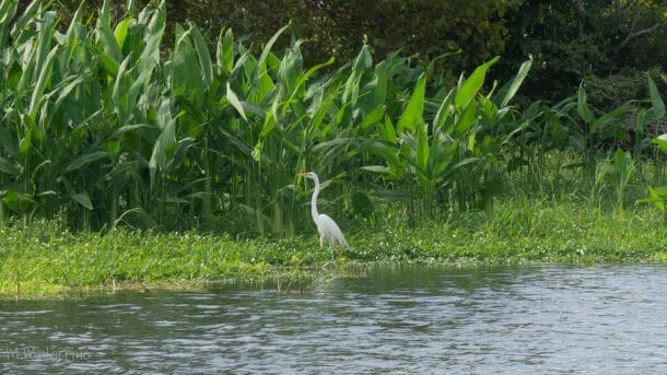 Cienaga de Pijiño Mompox Marais