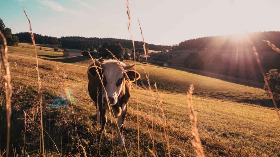 Forêt-noire campgne vache