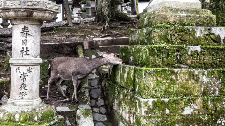 Cerfs de Nara