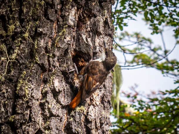 faune Parque Patagonia