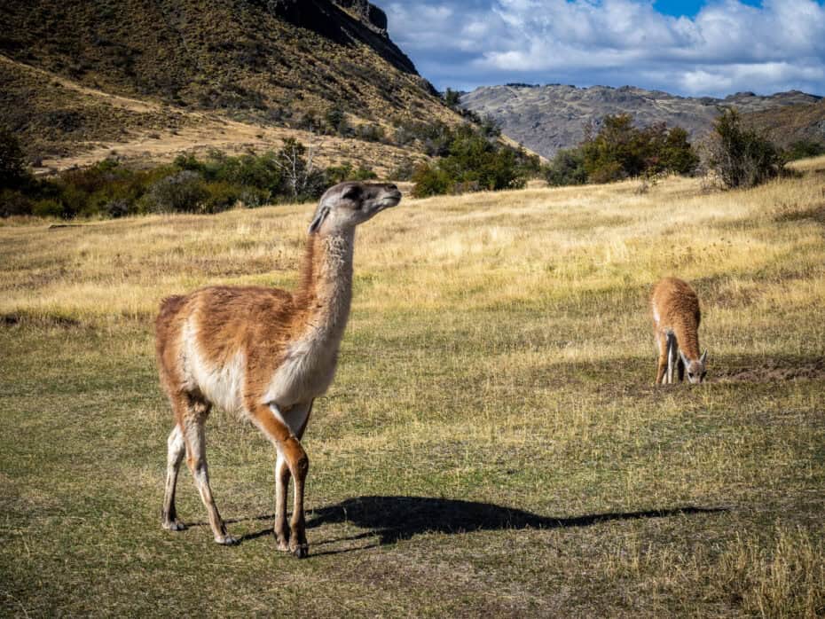 Faune Parque patagonia Guanacos
