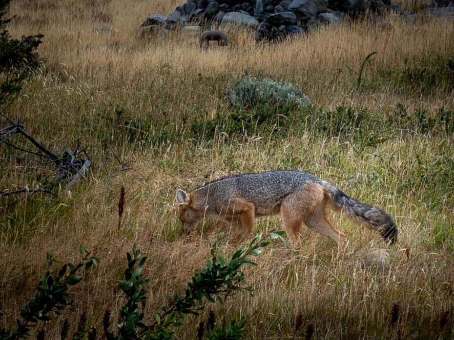 faune torres del paine