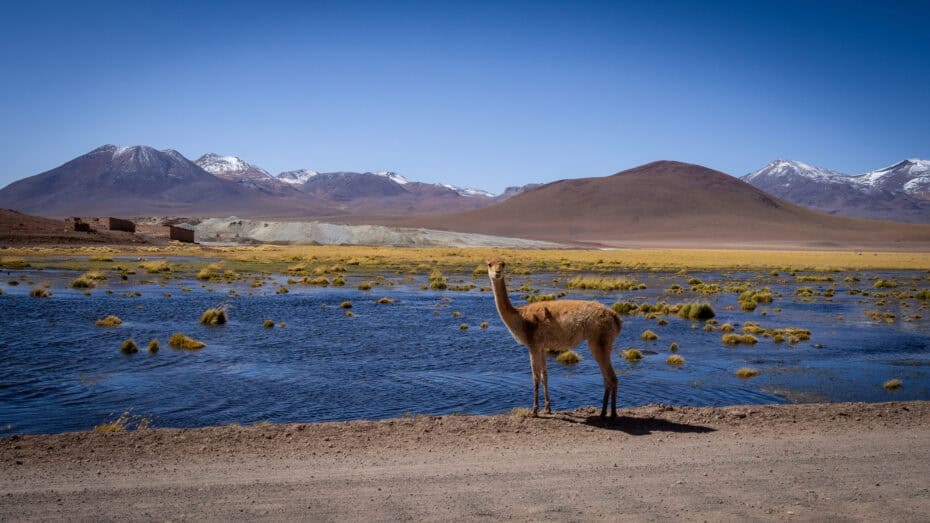 Lagunas Miscanti et Miniques