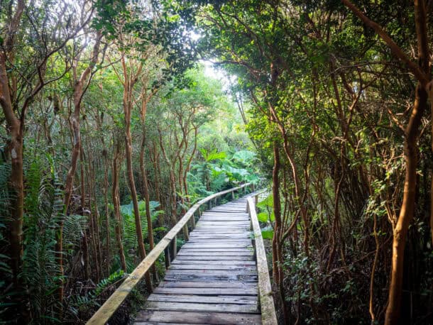 Ile Chiloé Parc près de Cucao