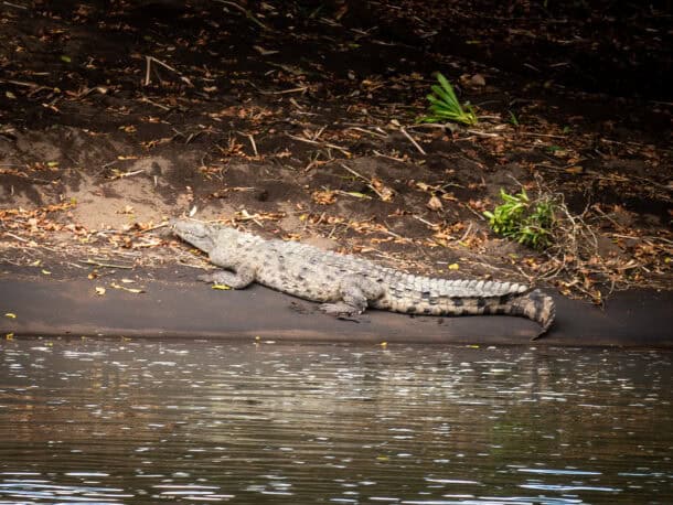 Caiman Tortuguero