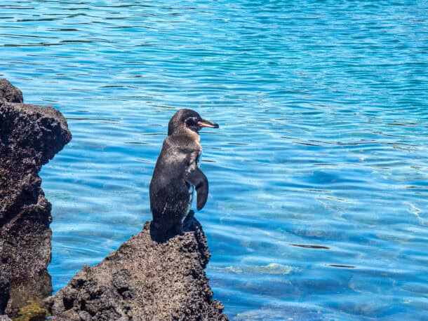 Pingouin Galapagos