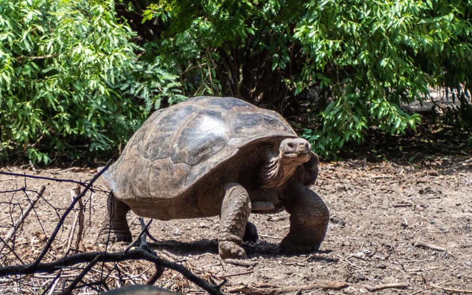 Crianza Galapagos Tortue