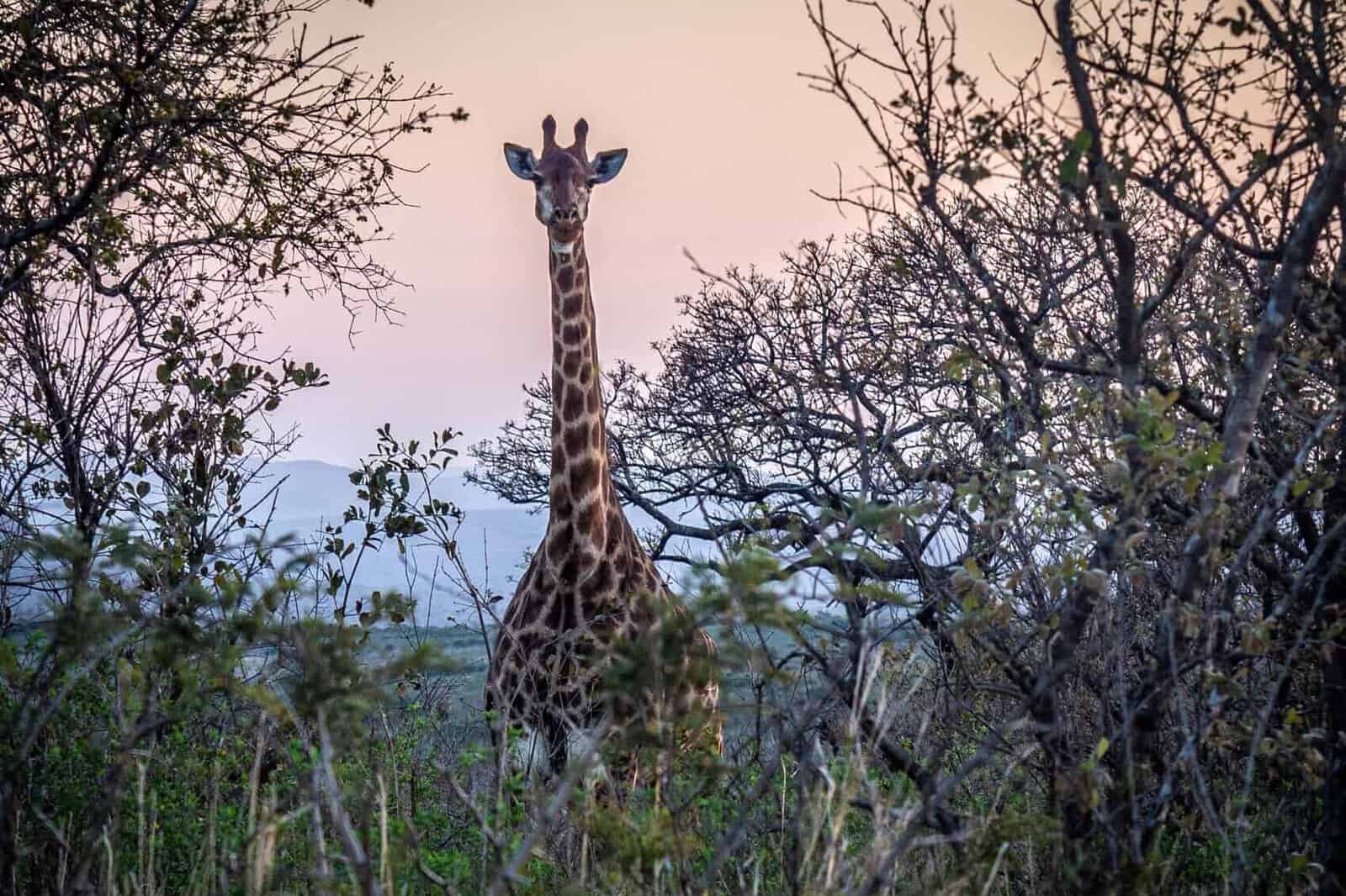 Girafe Parc iMfolozi en Afrique du Sud