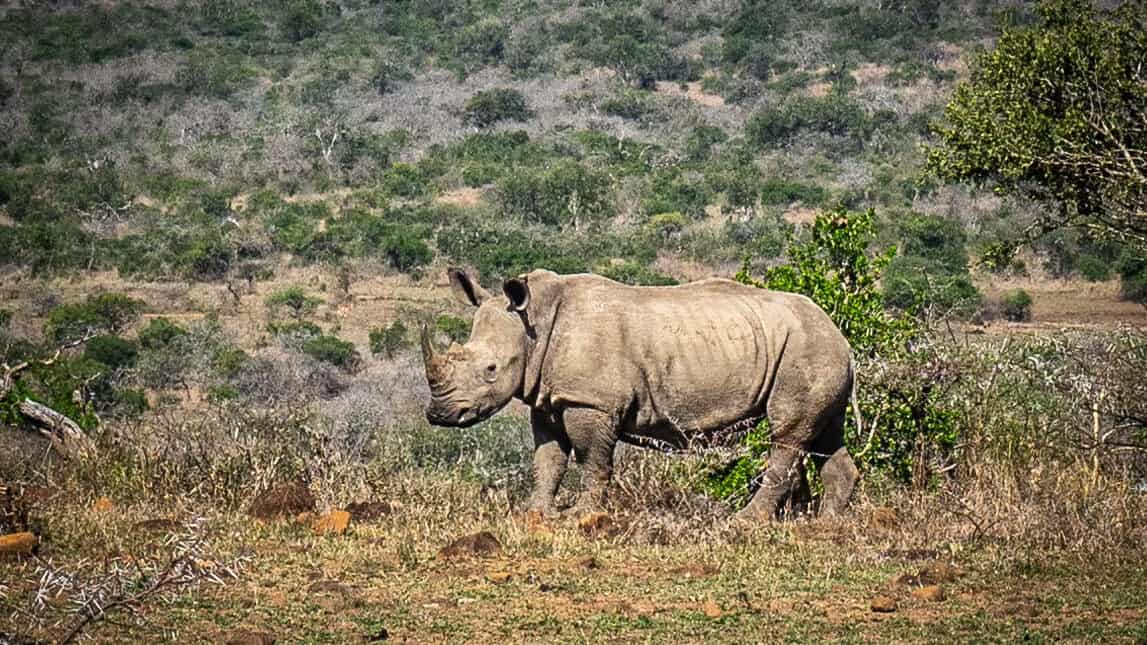 rhinocéros blanc afrique du sud