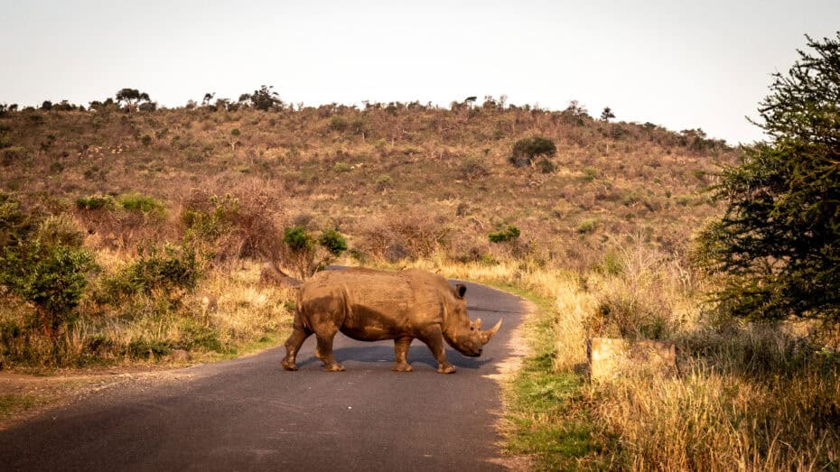Rhinocéros arc Hluhluwe-iMfolozi en Afrique du Sud